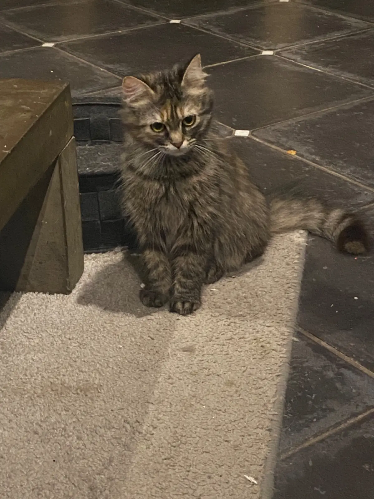 poes lost   6880 Bertrix Mona