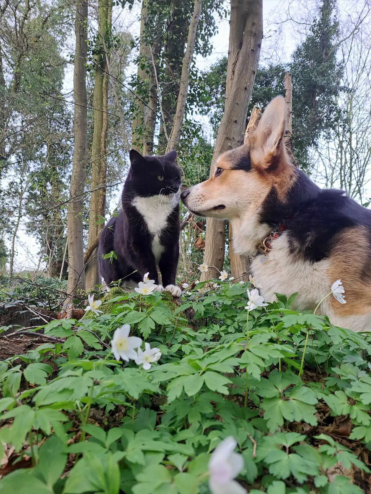 poes lost    Jemeppe-sur-Sambre Chipie