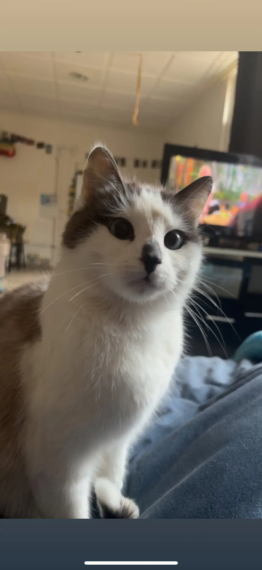 chatte lost    Wierde Havana