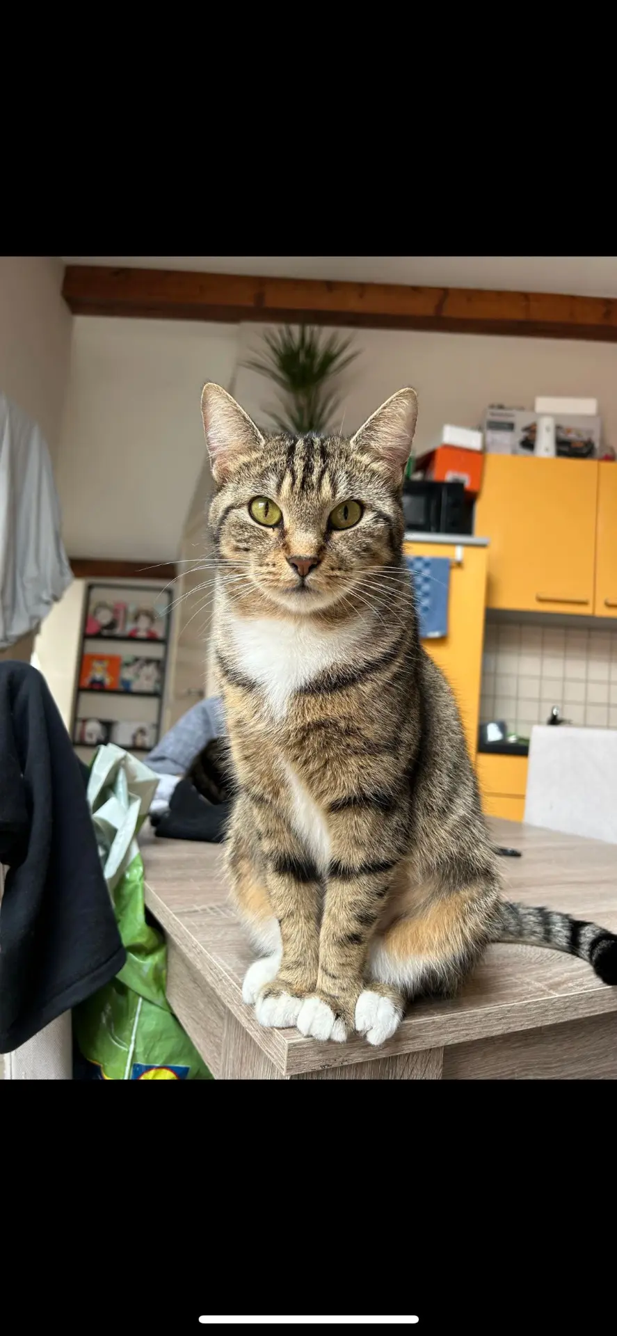 chatte lost    Namur Tsuki