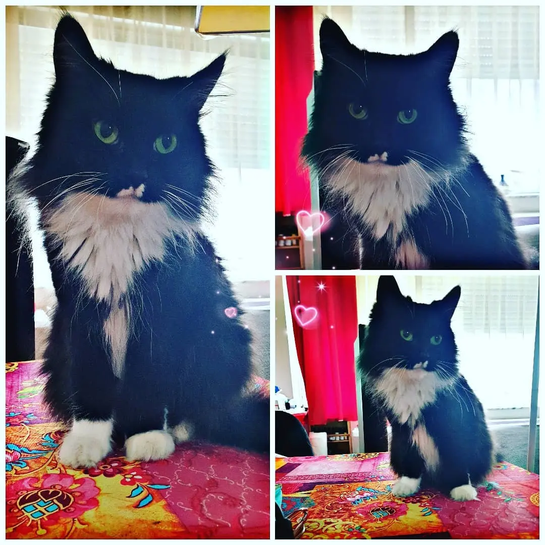 Chatte Perdue BE-WHT Tournai-Mouscron Tournai - Nina