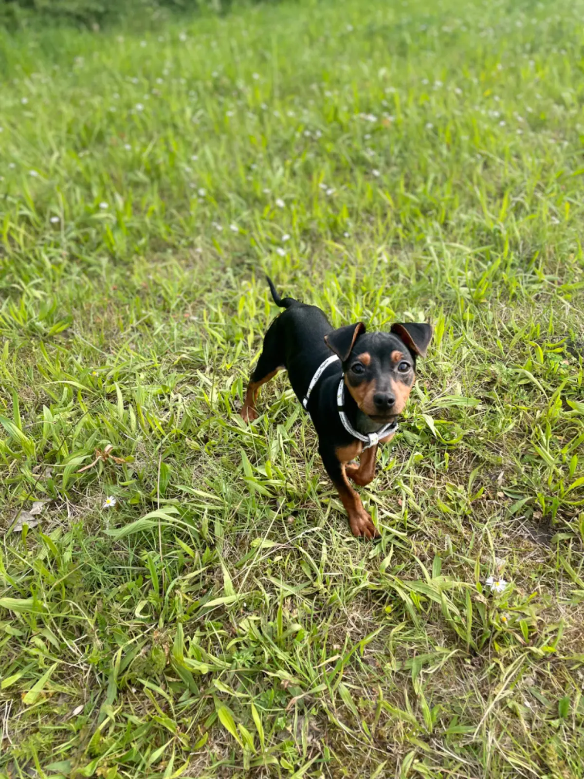 teef lost     Zola