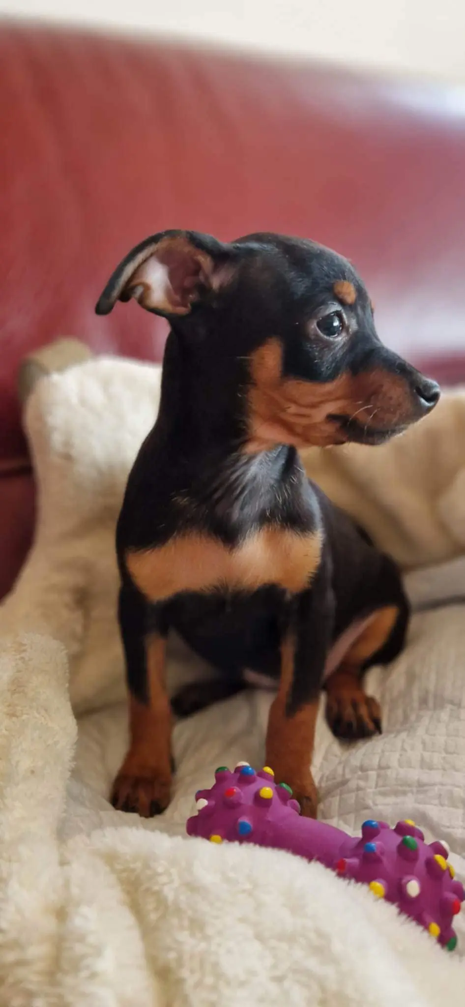 teef lost    Mouscron Minnie